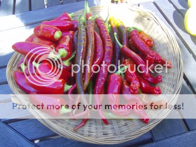http://i50.photobucket.com/albums/f350/streptocarpus/onionschilliesandmarrows002.jpg