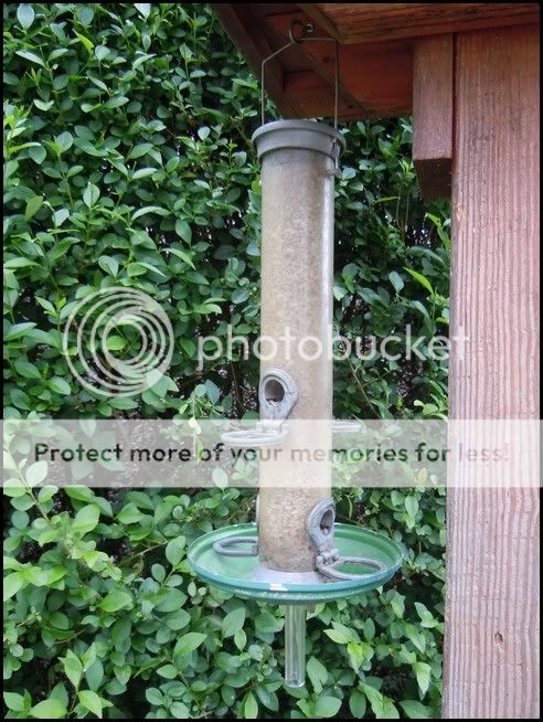 http://i232.photobucket.com/albums/ee192/thebear843/Garden/feedertray4.jpg