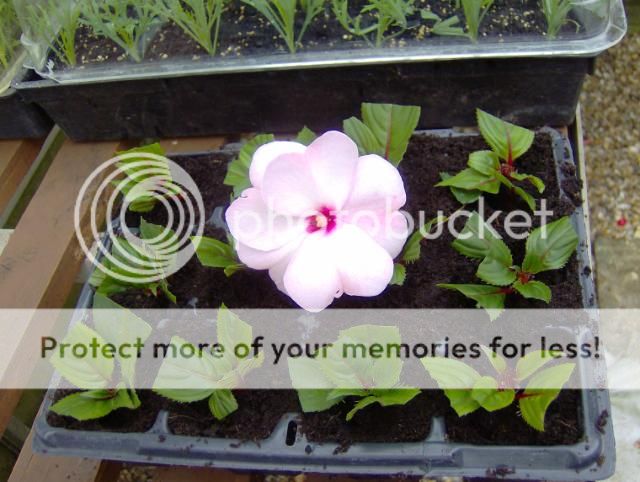 http://i1131.photobucket.com/albums/m551/lilylouise1/cuttings020.jpg
