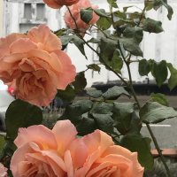 Suffolkcourtyard
