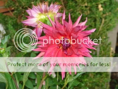 http://img.photobucket.com/albums/v11/otnorot/All%20plants/036-4-1.jpg