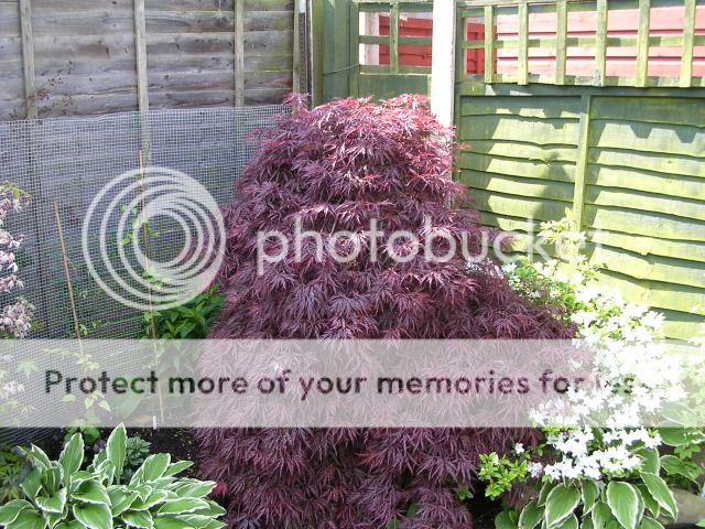 http://i27.photobucket.com/albums/c186/DavidKnapper/acer1.jpg