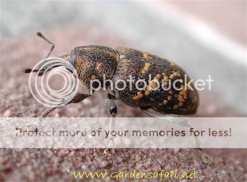 http://i1143.photobucket.com/albums/n627/thedogcody/hylobius_abietis_hs2_2545_zps761d78de.jpg