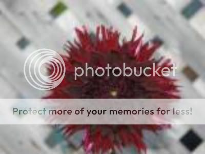 http://img.photobucket.com/albums/v11/otnorot/All%20plants/thdahlia3-1.jpg