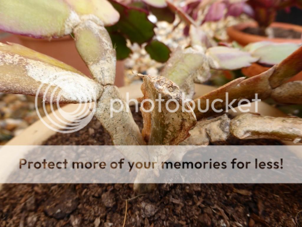 http://i24.photobucket.com/albums/c44/alicekonash/P1010329_zps9eb4e2fc.jpg