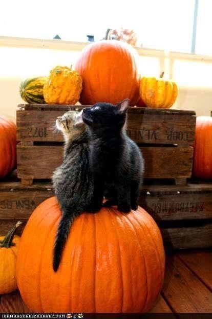 Image result for Autumn pumpkin pictures