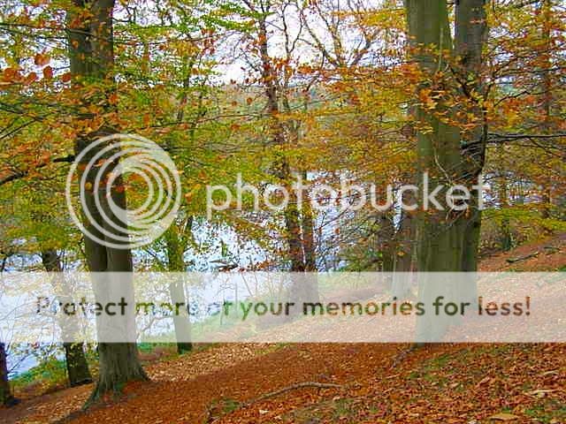 http://i27.photobucket.com/albums/c186/DavidKnapper/Autumn%20Tints/4dea1b92-fd3b-4596-a182-4aff2e72352e_zpsvguzy7cb.jpg