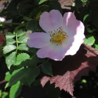 yorkshirerose