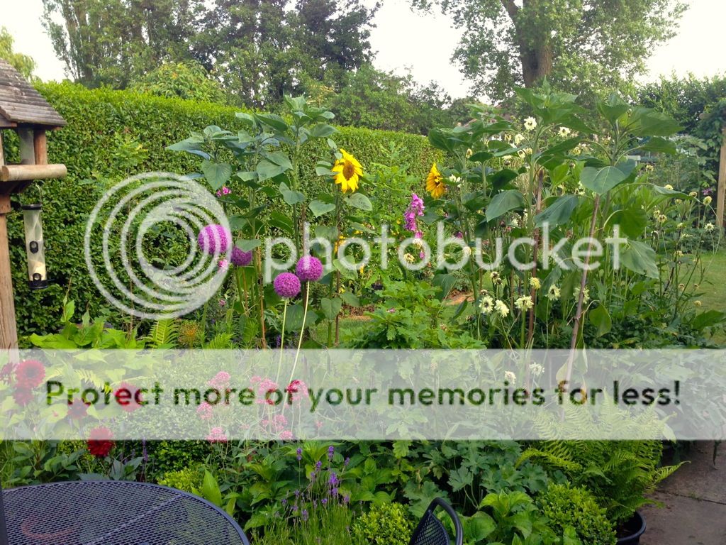 http://i232.photobucket.com/albums/ee192/thebear843/Garden/file_zps9bc0e353.jpg