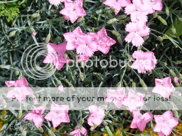 http://i703.photobucket.com/albums/ww32/Owdboggy/June%20misc%202015/June%20misc%202015%20002.jpg