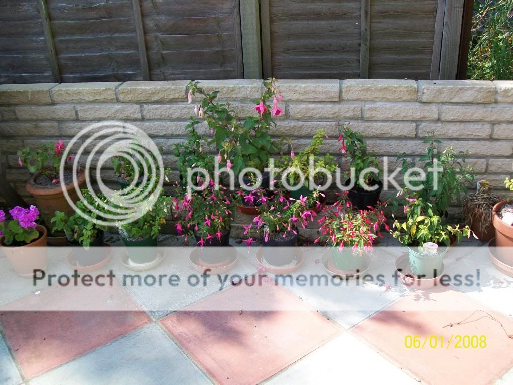 http://i1015.photobucket.com/albums/af278/bubbling_bubble_bee/gardening/fuschias_zpsd278d224.jpg