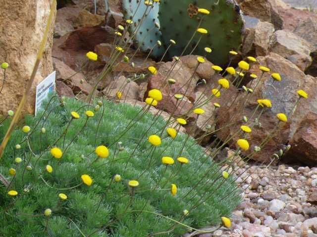 Cotula hispida  Plants Garden design Plant design