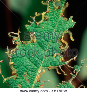 Image result for Goat willow sawflies