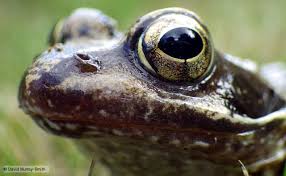 The_herpetologist