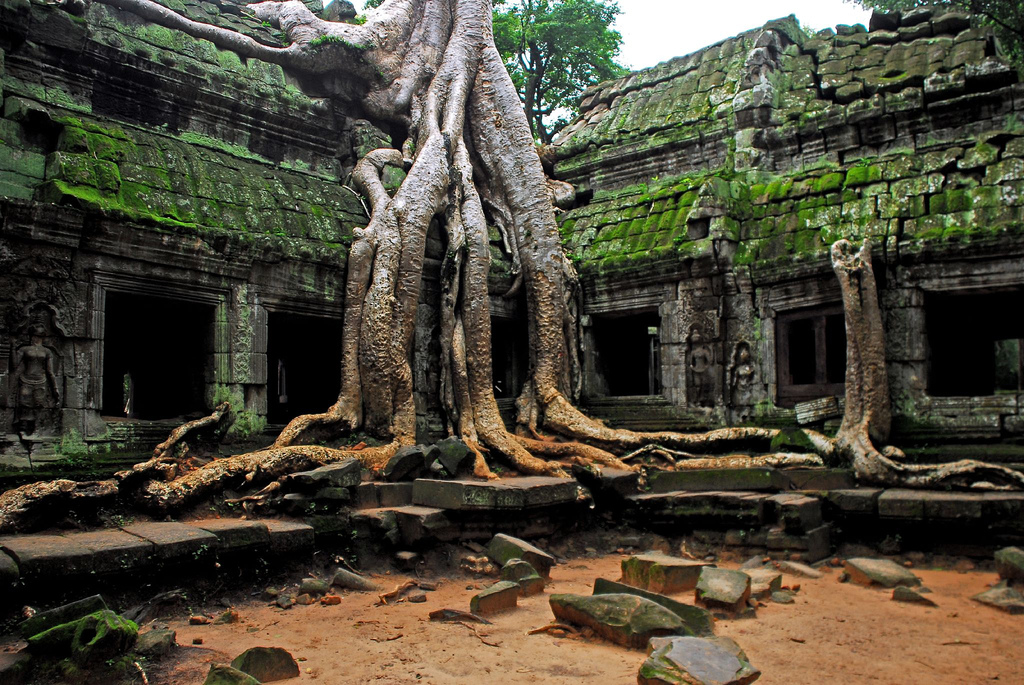 http://www.gardenbanter.co.uk/attachments/gardening/15570d1369647872-looking-best-fastest-creeper-vine-time-lapse-music-video-idea-angkor_wat_temple_complex__ta_prohm.jpg