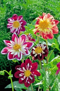 https://www.candis.co.uk/wp-content/uploads/2013/01/Dahlia-Yankee-Doodle-Dandy_S-199x300.jpg