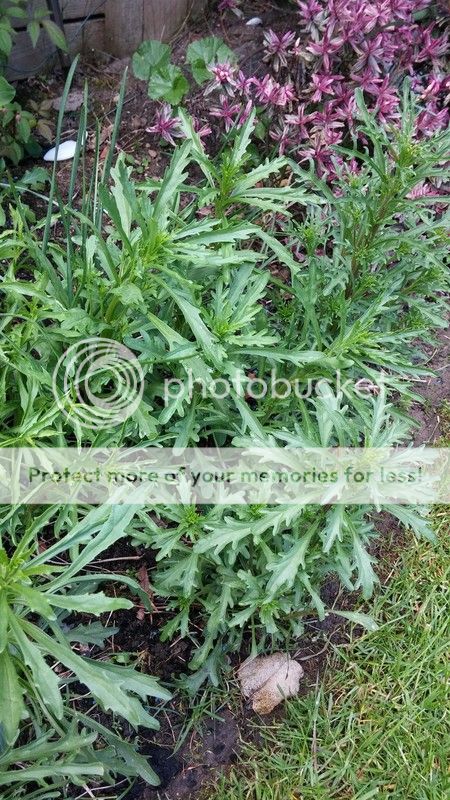 http://i83.photobucket.com/albums/j309/Cairnsie13/20150518_153015_zpss6nbjxpo.jpg