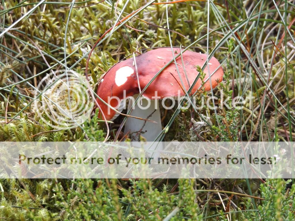 http://i1331.photobucket.com/albums/w595/fairygirl55/DSCF0724_zpsahurtfic.jpg