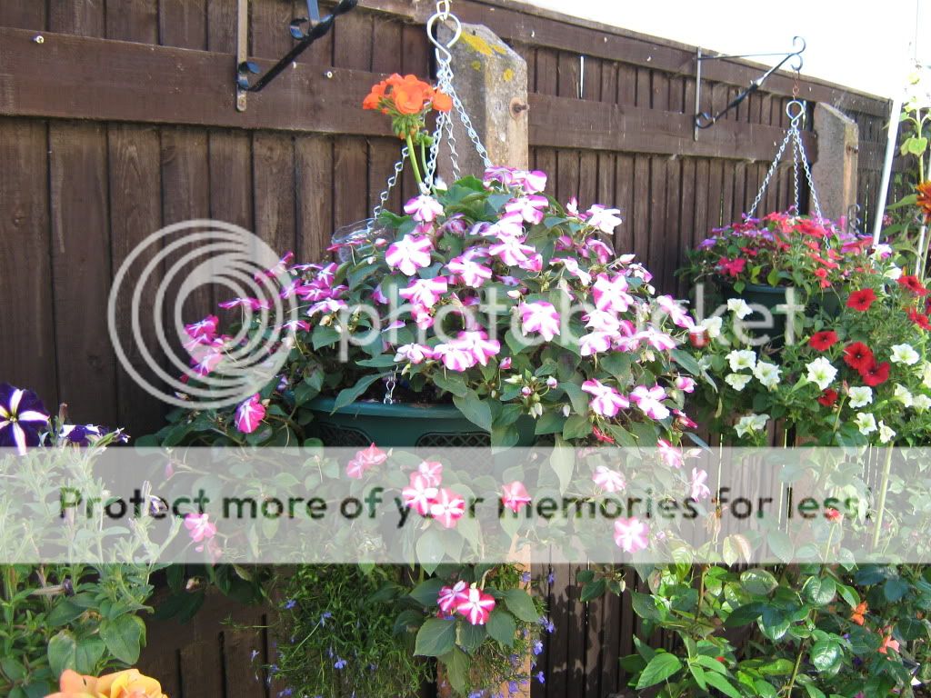 http://i826.photobucket.com/albums/zz184/rainjustlearning/Hanging%20Baskets%202010/IMG_0133.jpg