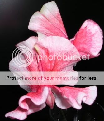 http://i27.photobucket.com/albums/c186/DavidKnapper/6a06bff7-4c59-46f9-9194-c2798fbab573_zps64d3edc9.jpg