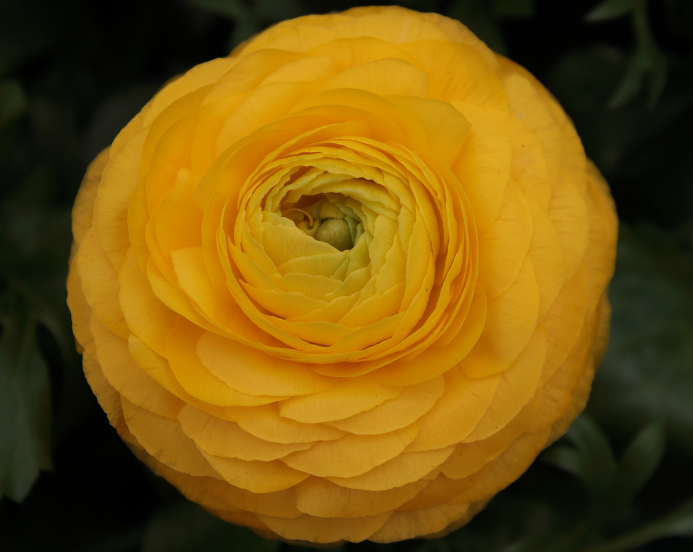 janeemery12