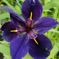 rose.lewis76Fpr_OkcJ