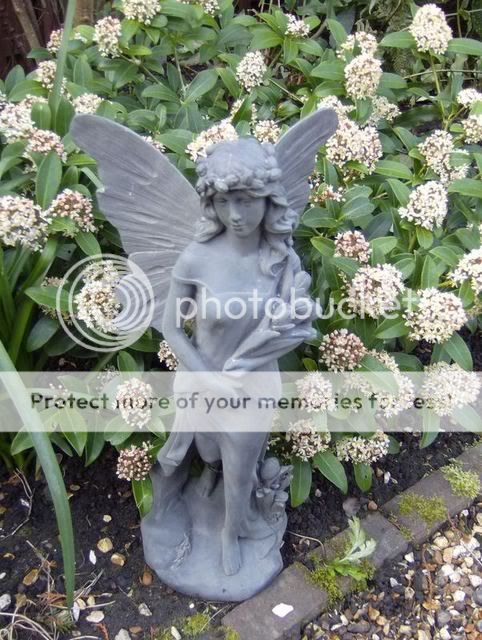 http://i50.photobucket.com/albums/f350/streptocarpus/fairies014.jpg