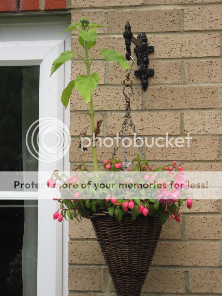 http://i826.photobucket.com/albums/zz184/rainjustlearning/Hanging%20Baskets%202010/IMG_0109.jpg