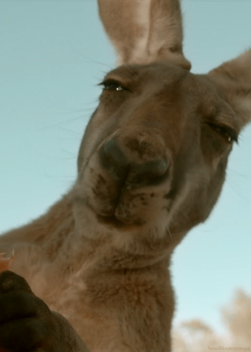 http://25.media.tumblr.com/4566dfc715b79da1f31fd84a723ecffb/tumblr_mhnyr45pK51r4zr2vo2_r1_500.gif