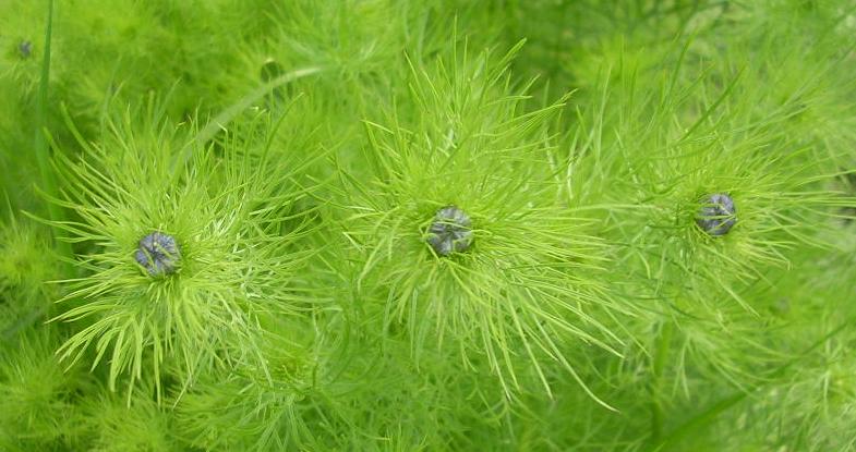 https://flightplot.files.wordpress.com/2014/05/love-in-a-mist-foliage-and-buds.jpg