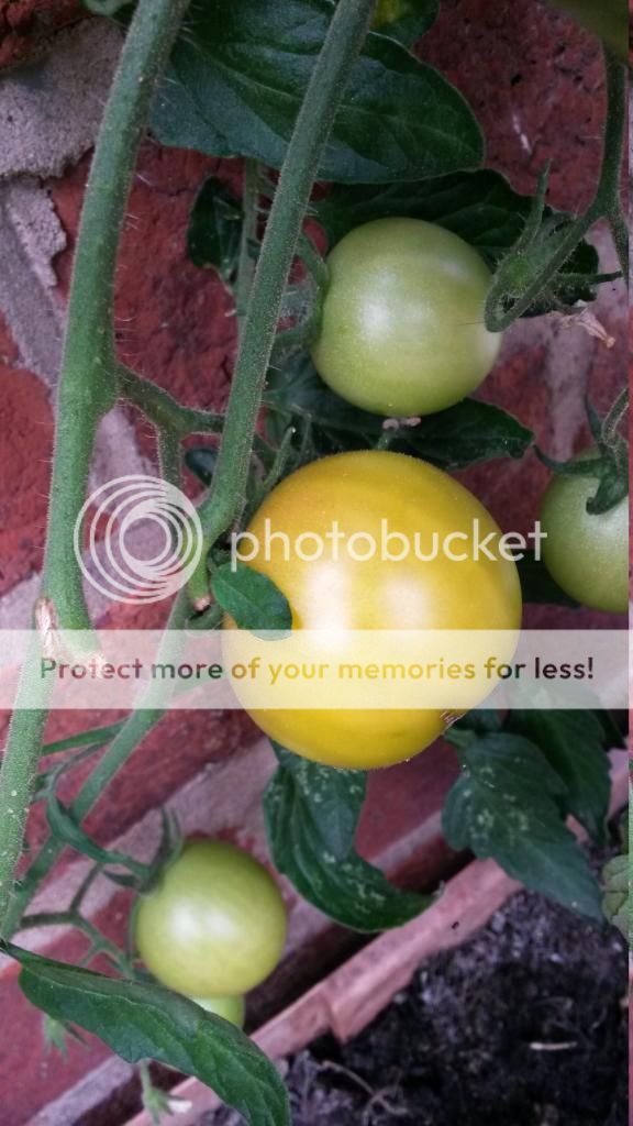 http://i819.photobucket.com/albums/zz113/LadyClarington/20140718_164720_zpsqn29fkcu.jpg