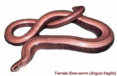 http://www.herpetofauna.co.uk/ident_images/anguisfragilis1.jpg