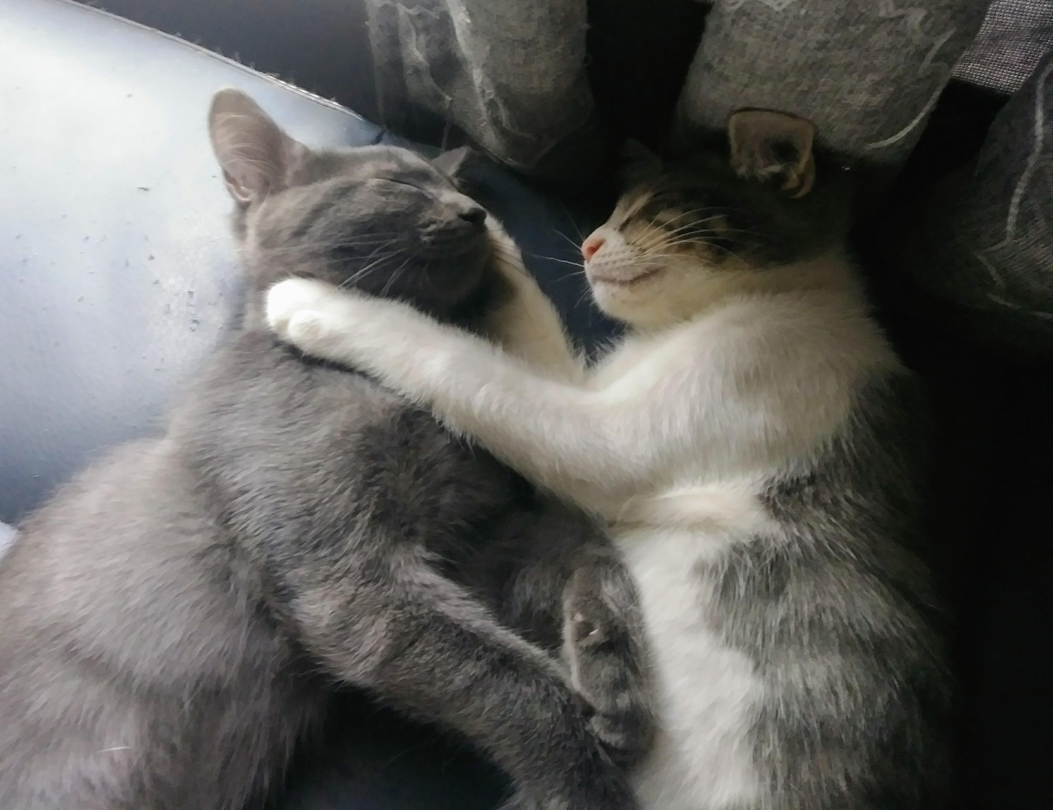Sleepy kittens  Eyebleach