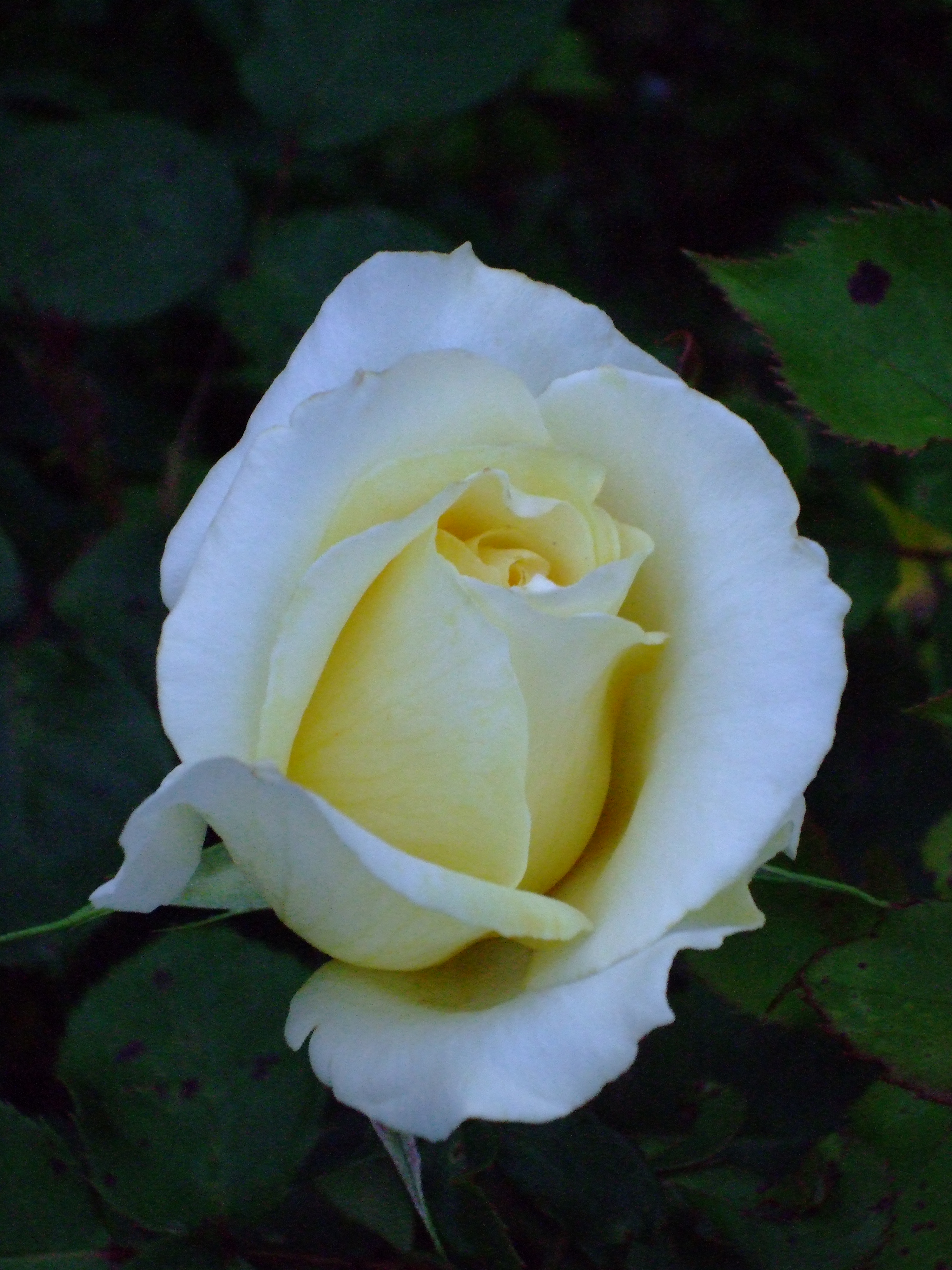 fuchsia rose