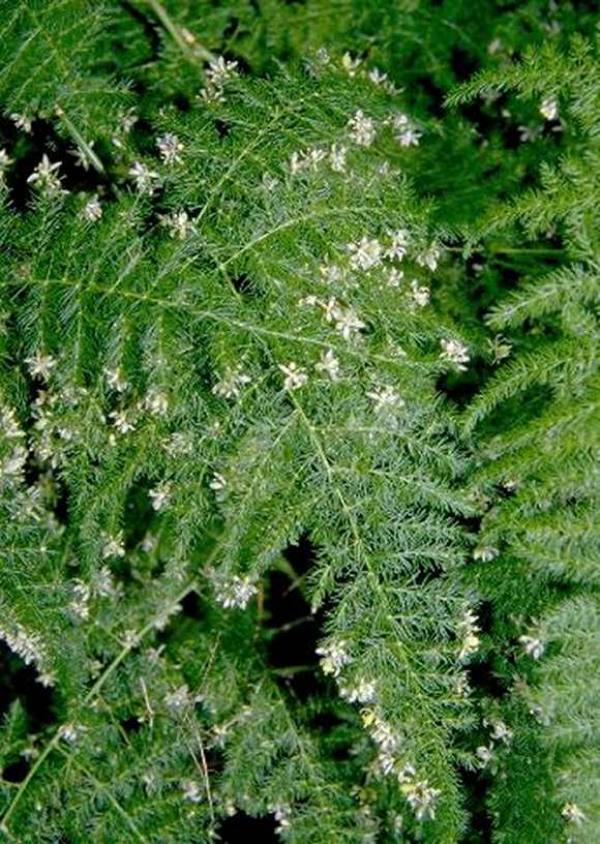 http://plantsrescue.com/wp-content/uploads/2013/09/Asparagus-setaceus-flowers.jpg