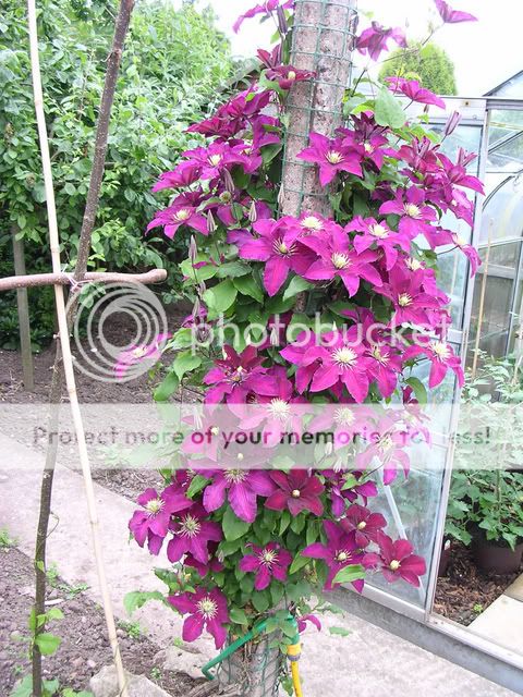 http://i27.photobucket.com/albums/c186/DavidKnapper/DSCN0557.jpg
