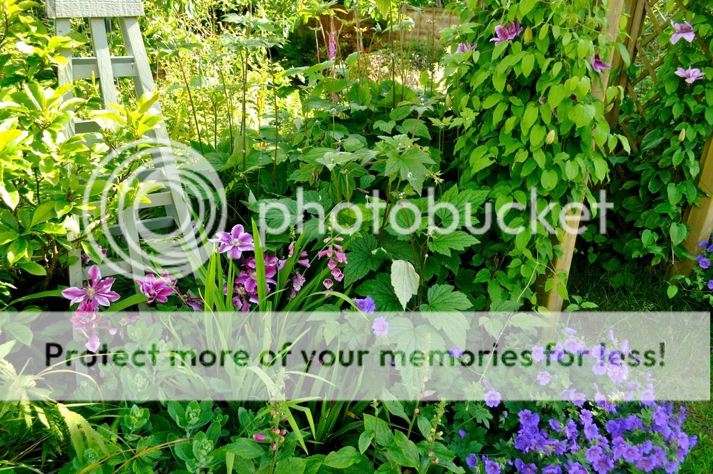 http://i232.photobucket.com/albums/ee192/thebear843/Garden/_DSC0645_zpscq63uwst.jpg