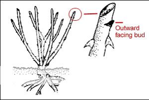 http://i628.photobucket.com/albums/uu5/lithiaplants/RosePruningDiagram3.jpg
