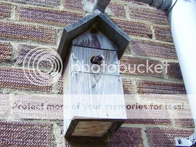 http://i1131.photobucket.com/albums/m551/lilylouise1/bees001.jpg