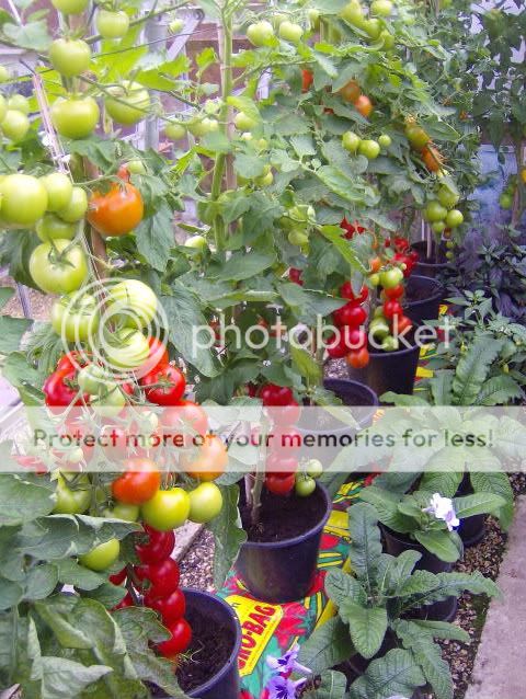 http://i1131.photobucket.com/albums/m551/lilylouise1/onions011.jpg