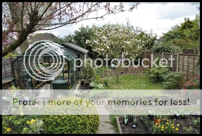 http://i232.photobucket.com/albums/ee192/thebear843/Garden/May20102.jpg