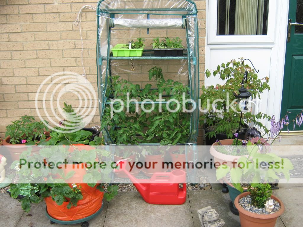 http://i826.photobucket.com/albums/zz184/rainjustlearning/Back%20garden%202010/IMG_0337.jpg