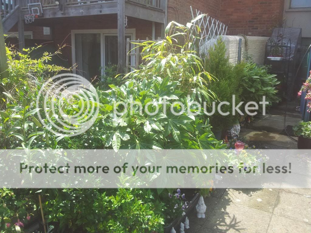 http://i1300.photobucket.com/albums/ag97/Bev_Pounsett-Krynauw/1622-07-13_zpsc8267333.jpg