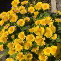 Happyinthegarden