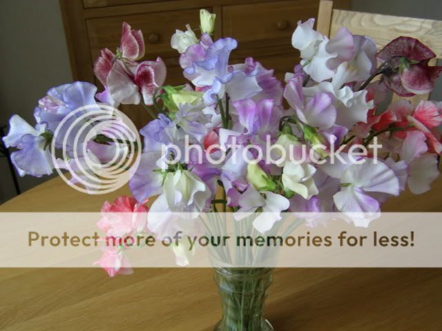 http://i27.photobucket.com/albums/c186/DavidKnapper/P6150015.jpg