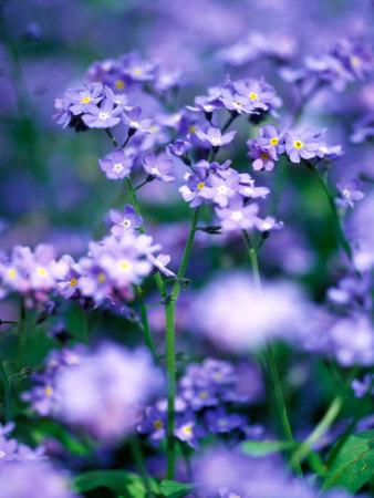 Newtogardening4
