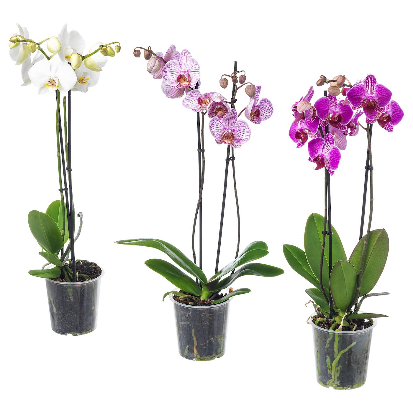 PHALAENOPSIS Orchid 2 stems Potted plant - IKEA