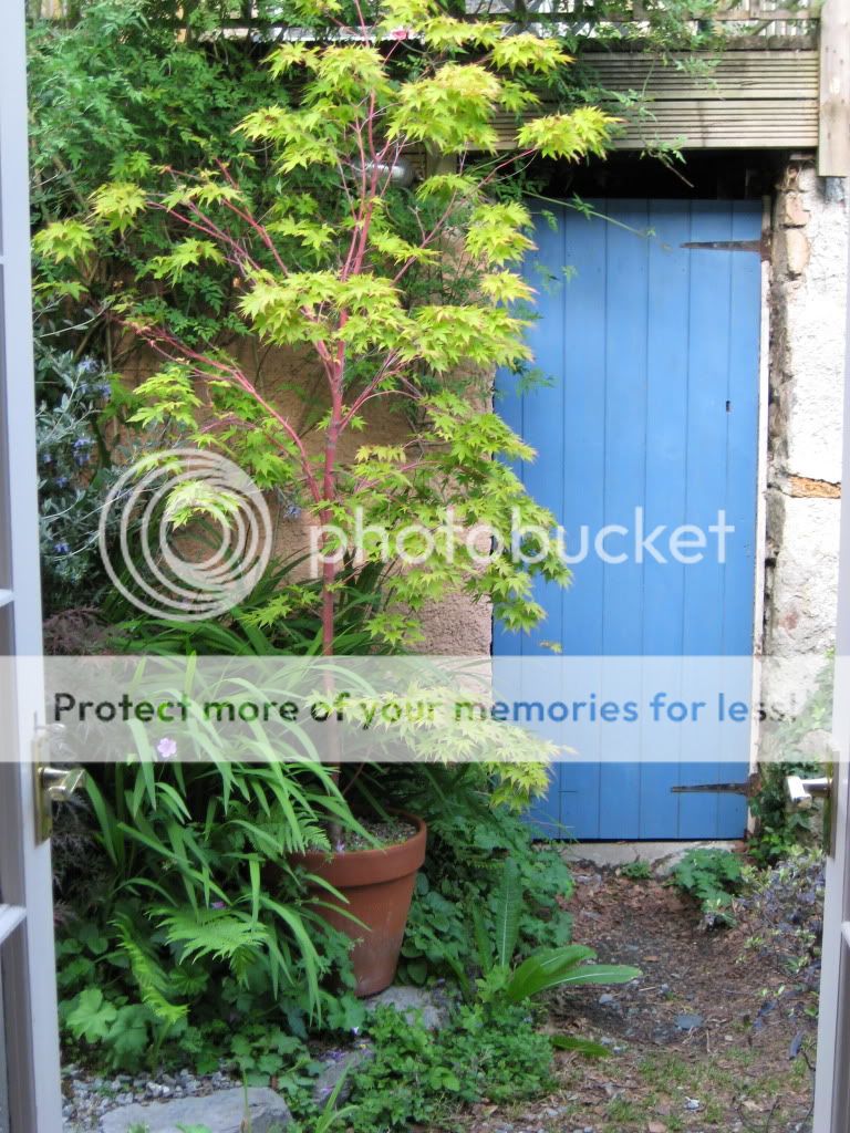 http://i1105.photobucket.com/albums/h342/figrat/gardenersworld/IMG_0285.jpg