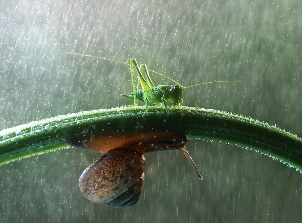 Dario
