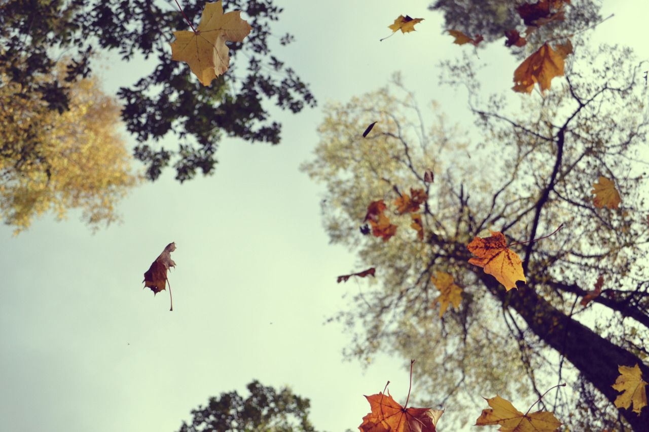 The Beautification Project  Color of life Autumn leaves Autumn trees